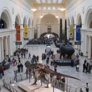 Schelete de dinozauri. Muzee cu schelete de dinozauri