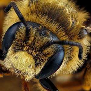 Câți ochi au albinele? Față și viziune fotografică