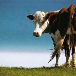 Câteva vacă are un vițel: date, caracteristici și descriere