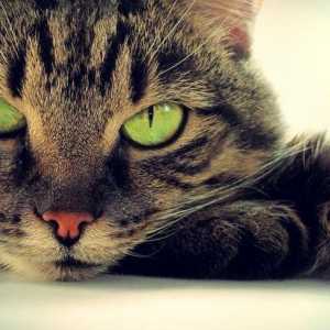 Cat de mult pisica pleaca de la anestezie dupa castrare? Castrarea pisicilor: vârsta și consecințele