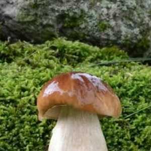 Cât costă ciuperca după ploaie?