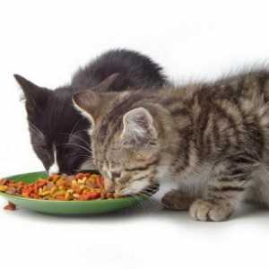 De câte ori pe zi să hrănești pisica? Cum sa furati pisicile domestice?