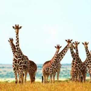 Câte girafe au vertebre cervicale? Răspunsul este aici!