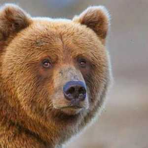 Cât costă ursul în medie? Care urs este cel mai mare? Cine este mai mult - un urs brun sau polar?