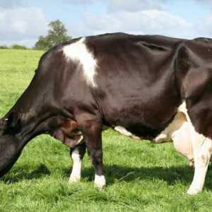 Câte stomacuri la vaci: trăsături de digestie