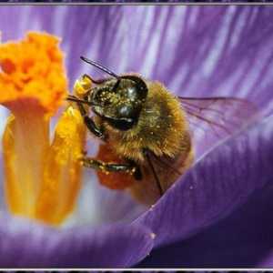Cât durează albina și de ce depinde lungimea ei?