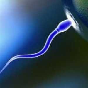 Câte celule de spermatozoizi trăiesc în vagin și în mediul înconjurător?