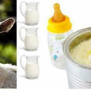 Amestecuri pe lapte de capră: recenzii, preț și compoziție. Care sunt avantajele amestecurilor de…