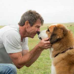"Viața câinilor": actori și trăsături ale filmului