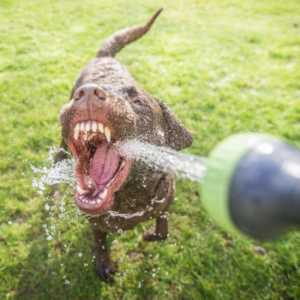 Câinele bea multă apă: motivul, norma