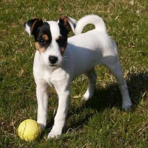 Câine de câine Parson Russell Terrier: descriere și recenzii