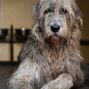 Dog wolfhound - aspect formidabil și dispoziție pașnică