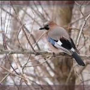 Jay-Mockingbird este o pasăre curioasă și zgomotoasă