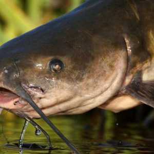 Catfish: caracteristici și clasificare