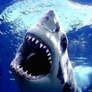 Interpretarea visului: un rechin este cel mai prost inamic al omului!