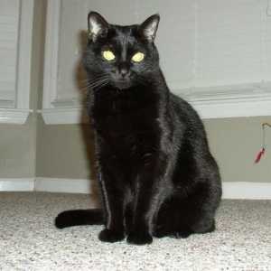 Visul: ce face visul unei pisici negre?
