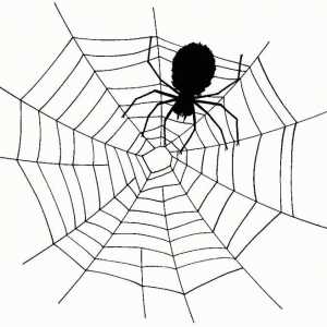 Dream Interpretare: visat de păianjen - de ce?