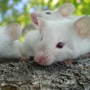 Interpretarea visului: într-un vis, am văzut șoarecii - pentru ce?