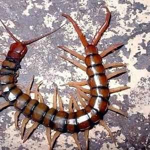 Centipede în apartament! Cum de a distruge?
