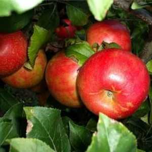 Varietate de mere "melb" - un cadou de toamnă