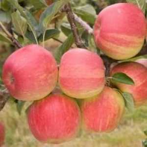 O varietate de mere `Strifel` pentru gradina