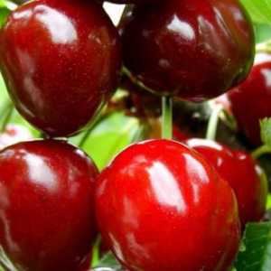 Cherry Cherry: descrierea plantei, plantarea și îngrijirea