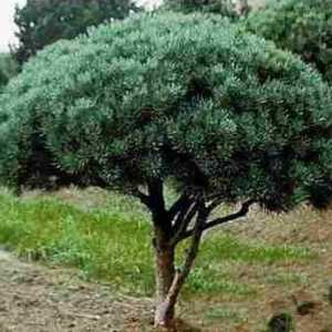 Vatereri Pine: trăsături de cultivare