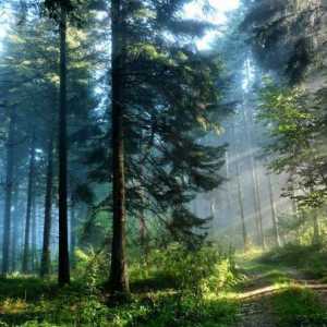 Pădurea de pin: caracteristică și ecosistem. Animale și plante de pădure de pin