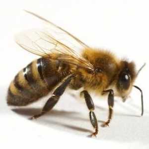 Sfaturi: ce să faceți dacă un copil este mușcat de o viespe