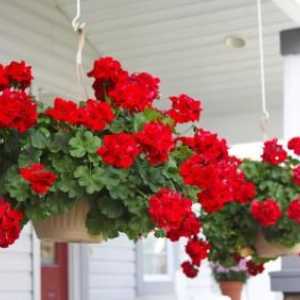 Sfaturi pentru grădinărit: cum să aibă grijă de geranium la domiciliu