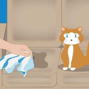 Sfaturi pentru proprietarii de animale de companie: cum să eliminați mirosul de urină pisică?