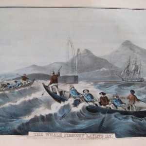 Vânătoarea de balene modernă: descriere, istorie și siguranță