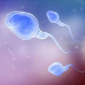 Spermograma pe Kruger: normă, abateri, transcriere