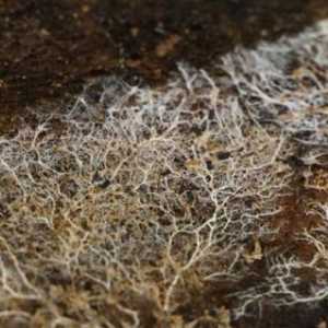 Sporii și miceliul fungilor