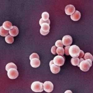 Staphylococcus: ce este și cât de periculoasă?