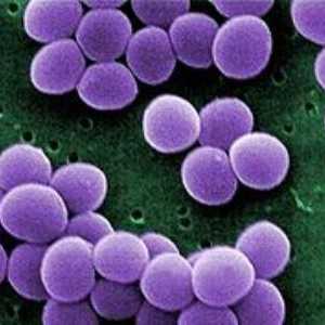 Staphylococcus aureus la copil: pericolul său, modalități de a scăpa de acesta
