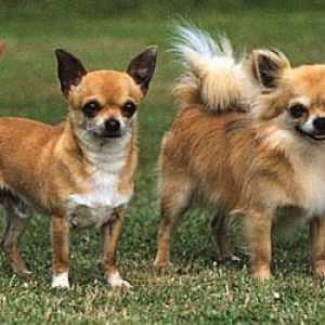 Chihuahua rasa standard: descriere și fotografie