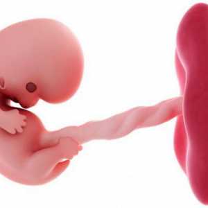 Îmbătrânirea placentei în timpul sarcinii: cauze și consecințe
