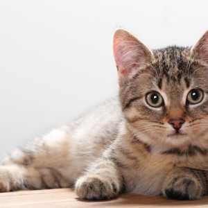 Sterilizarea pisicii cum se întâmplă? Sterilizarea pisicii: perioada postoperatorie, recenzii