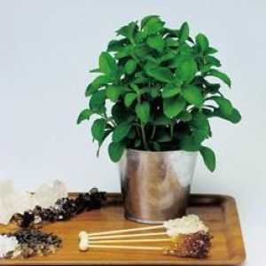 Stevia: cultivare, reproducere, îngrijire, aplicare