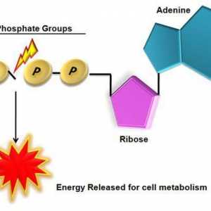 Structura ATP și rolul biologic. Funcțiile ATP
