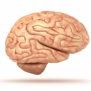 Structura creierului uman. Ce este sub craniu?