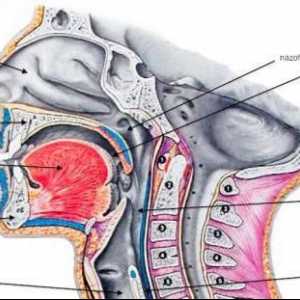 Structura gâtului și trăsăturile acestuia