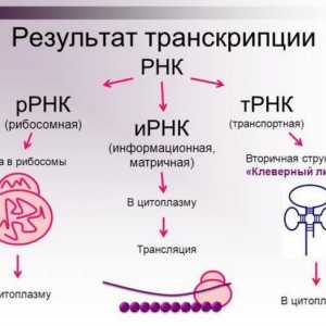 Structura și funcția ADN și ARN (Tabel)