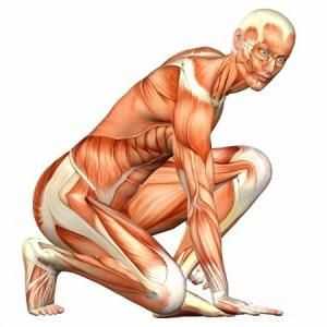 Structura și funcția mușchilor umane