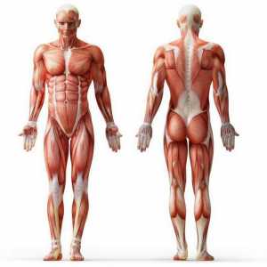 Structura și clasificarea mușchilor umane