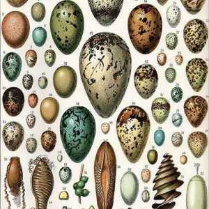 Structura oului pasărelor: o schemă, caracteristici