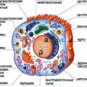 Structura lizozomilor și rolul lor în metabolismul celular