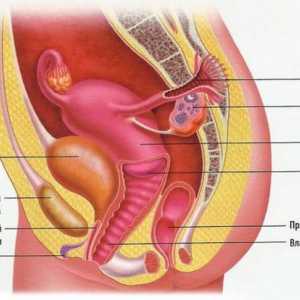 Structura sistemului reproductiv feminin: anatomie, fiziologie