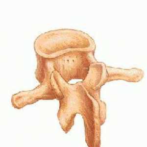 Structura vertebrei. Caracteristicile structurii vertebrelor coloanei vertebrale, toracice și…